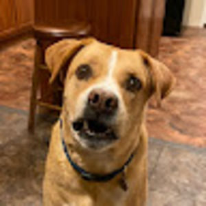 Meet your Posher, Alisa